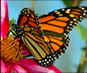 Video of Butterflies