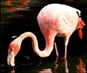 Video of Flamingos