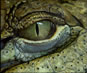 Video of Crocodiles