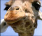 Giraffes