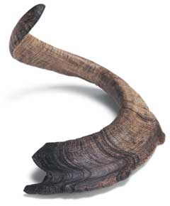 Shofar.jpg